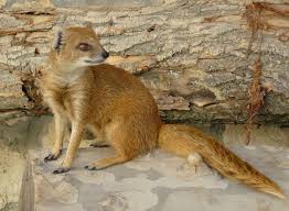 mongoose