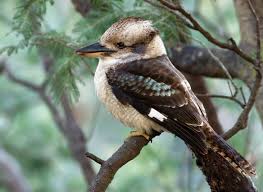 kookaburra