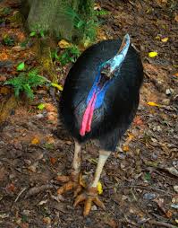 cassowary