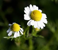 chamomile