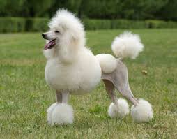 poodle