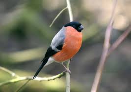 bullfinch