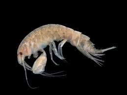 crustacean