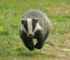 badger