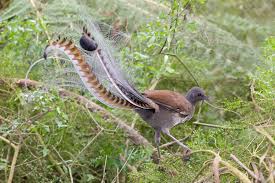 lyrebird