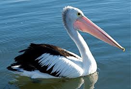 pelican