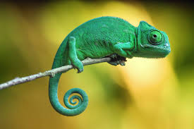 chameleon