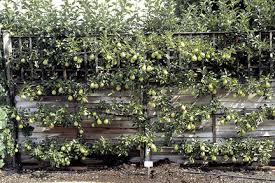 espalier