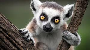 lemur