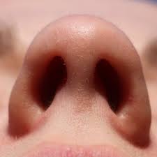 nostril