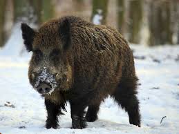 boar