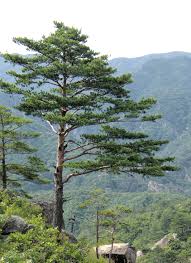 pine