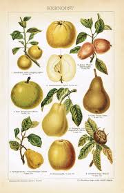 pomaceous