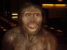 Australopithecus