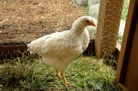 pullet