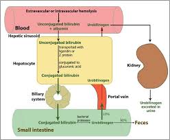 bilirubin