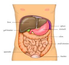 abdomen