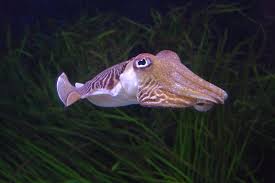 cuttlefish