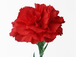 carnation