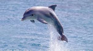 dolphin