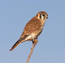 kestrel