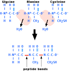 polypeptide