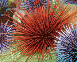 urchin