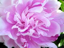 peony