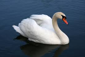 swan