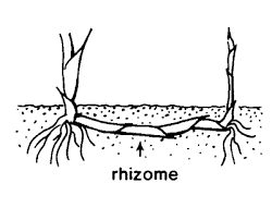 rhizome