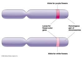 allele