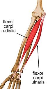 flexor