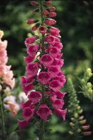 foxglove