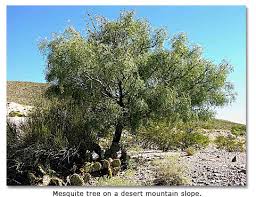 mesquite