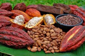 cacao