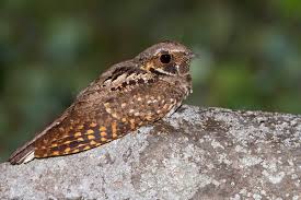 whippoorwill