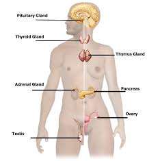 glandular