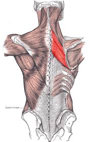 rhomboid