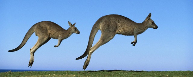 澳洲旅遊註意事項 澳洲旅遊攻略