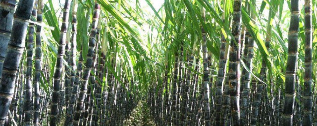 大棚甘蔗種植溫度 不同生長時期溫度不一樣