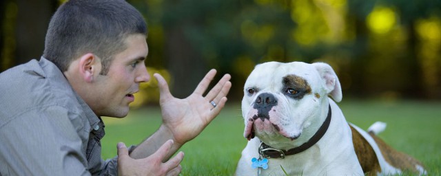 為什麼狗可以和人交流 用什麼交流