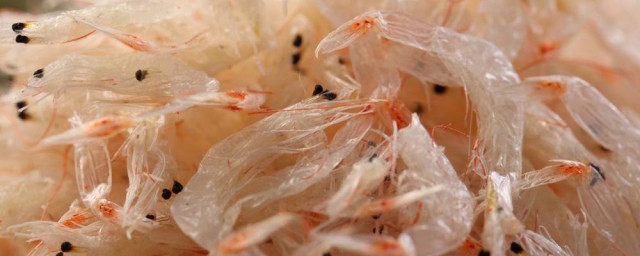 蝦米和蝦皮一樣嗎 教你如何挑選優質蝦皮