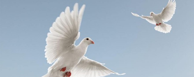 基督教的鴿子代表什麼 一起來瞭解吧