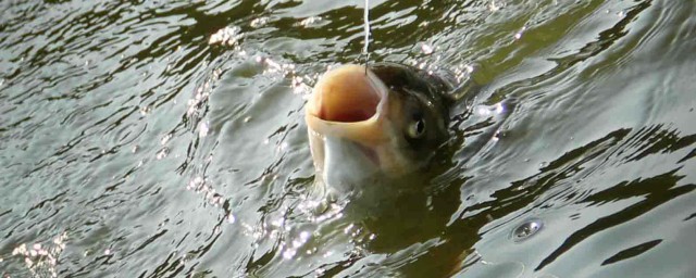 釣鰱鳙怎麼選竿 釣鰱鳙用什麼竿