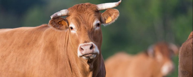 利木贊牛能長多大 利木贊牛是什麼牛
