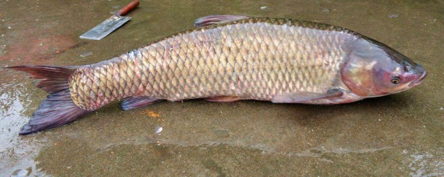 豆餅打窩適合釣什麼魚 原來能釣這魚