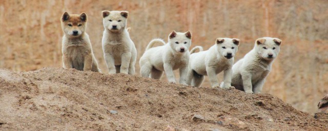 廣西土獵犬性格特點 護傢容易喂養耐力好