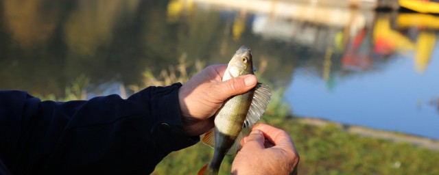 黑坑釣草魚用什麼餌好 黑坑釣草魚用哪些餌料比較好