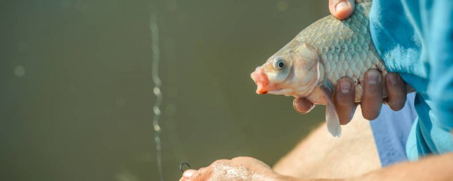 螺鯉3號藍鯽大板鯽如何搭配 釣鯽魚鯉魚餌料配比