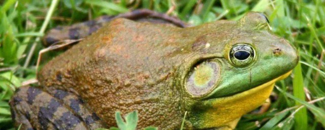 院子裡有牛蛙寓意是什麼 風水怎麼樣？